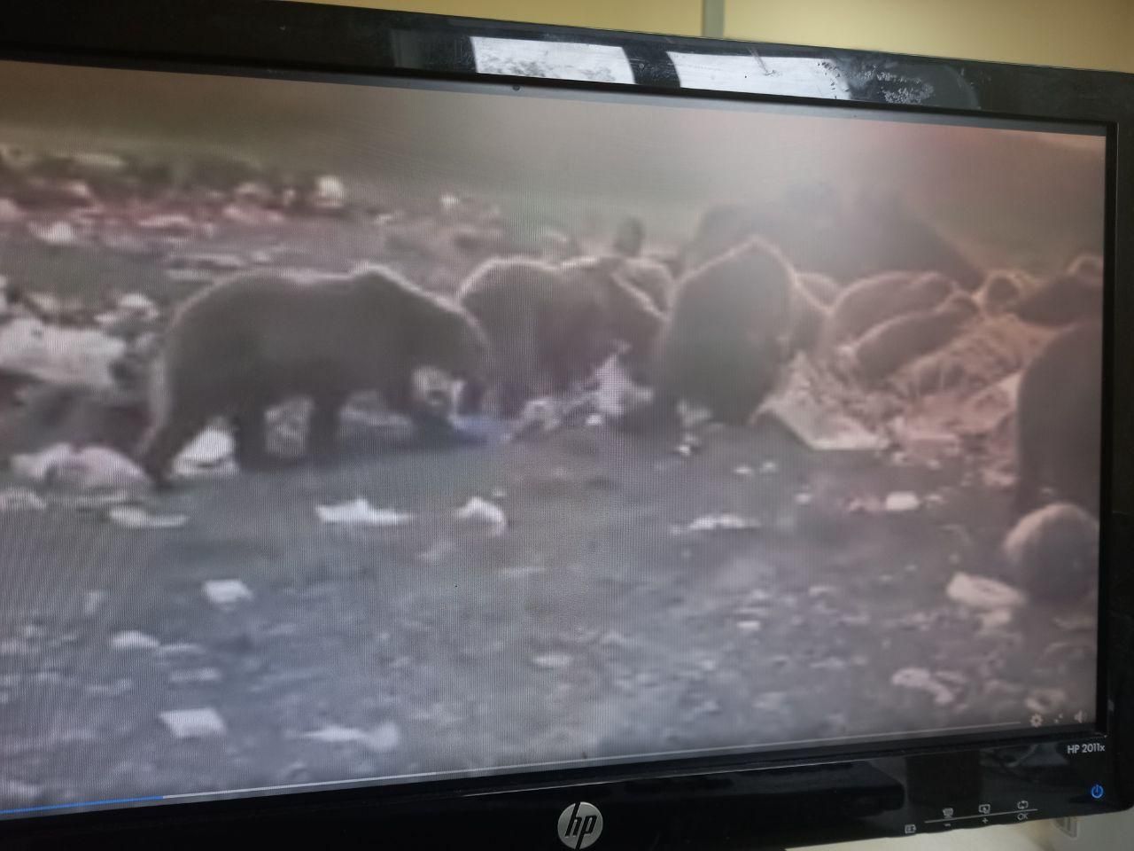  Горожане делятся очередным видео “местных” медведей. Это фейк