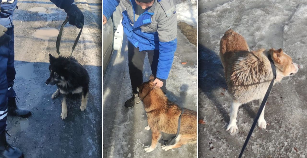 За два месяца в Карпинске отловили и увезли три десятка бездомных собак