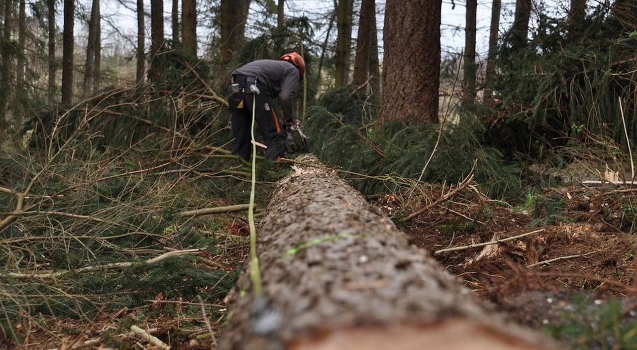 В районе “Конжака” пресекли незаконную вырубку леса в особо крупном размере. Осуждена женщина