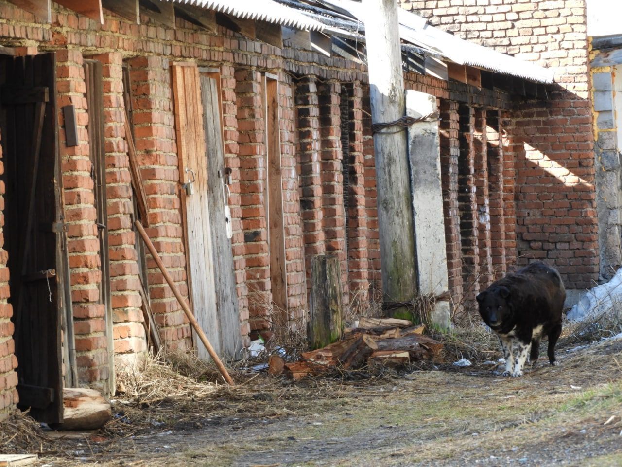 Жители многоквартирных домов по Куйбышева жалуются на агрессивных собак