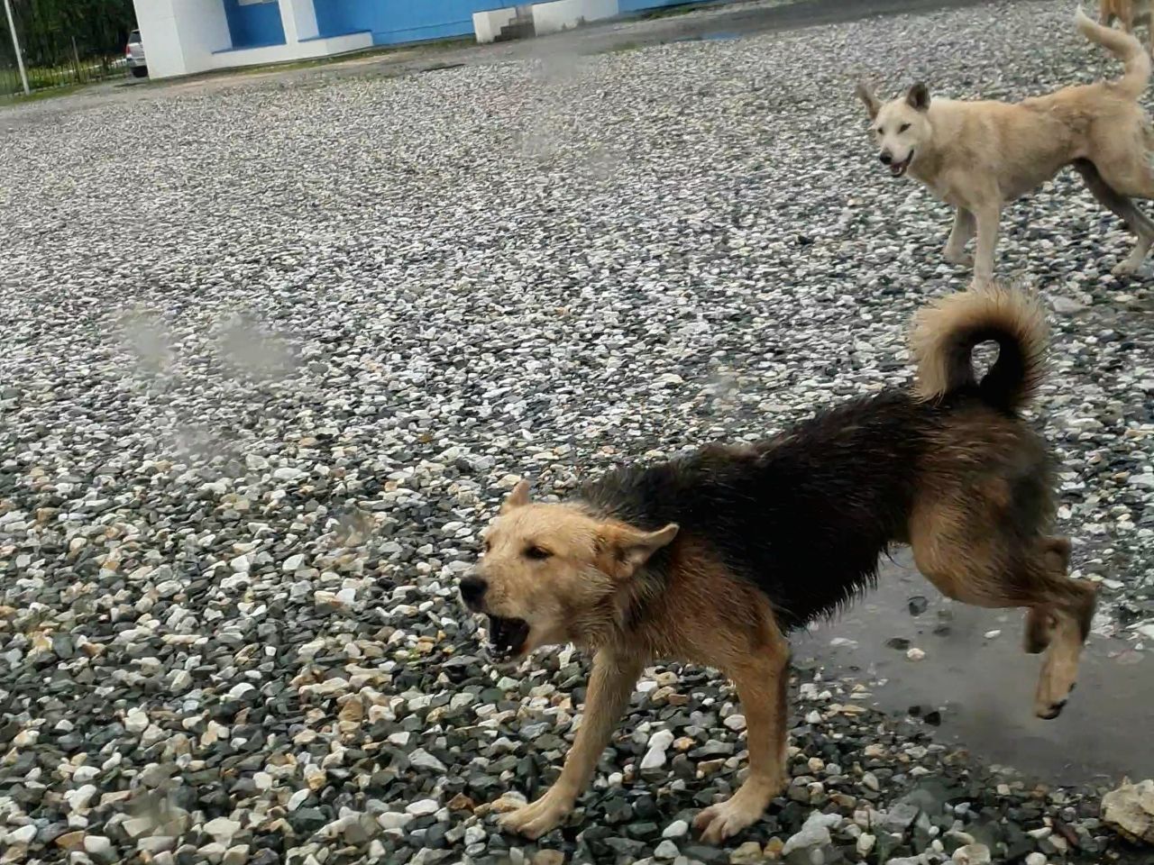 В Карпинске планируется отловить около десятка бродячих собак