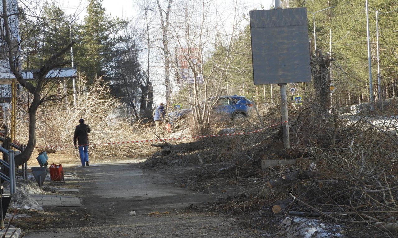 В Карпинске началась ликвидация деревьев на "гостевом маршруте"