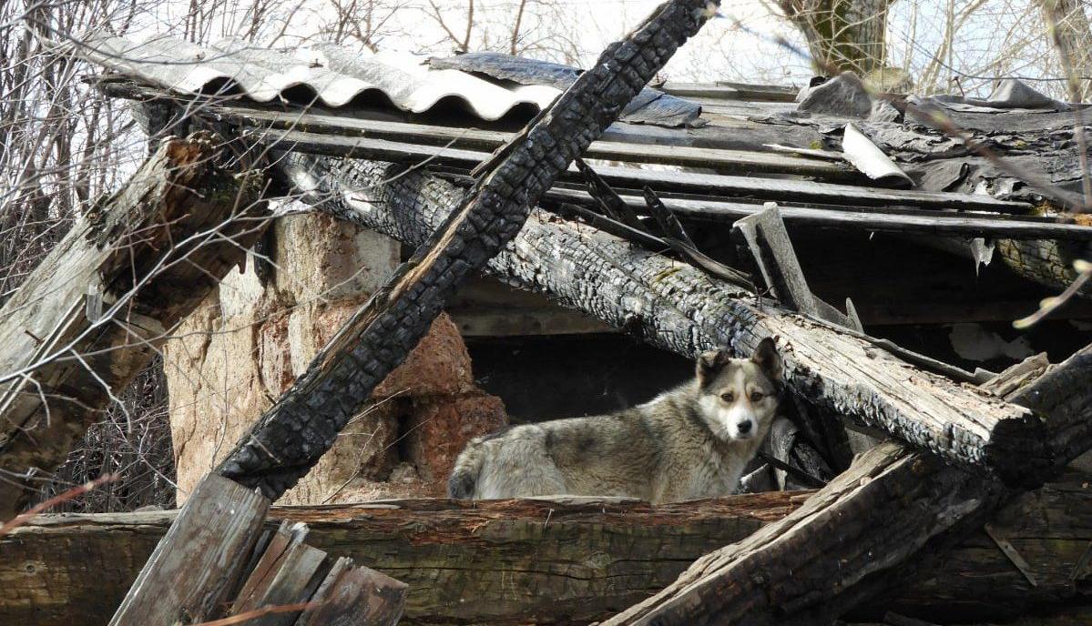 Желающих отлавливать собак в Карпинске снова не нашлось