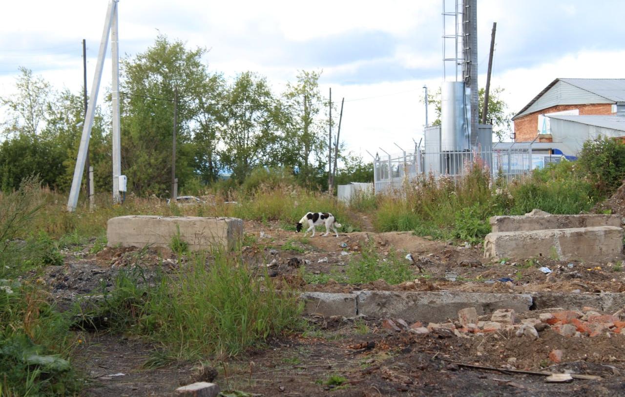 Жильцы погоревшего района по Ленина жалуются на захвативших двор собак, которые активно размножаются