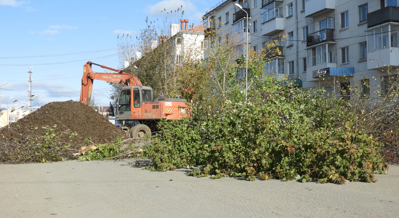Жильцы дома №67 по улице Мира возмущены ликвидацией деревьев на "гостевом маршруте"