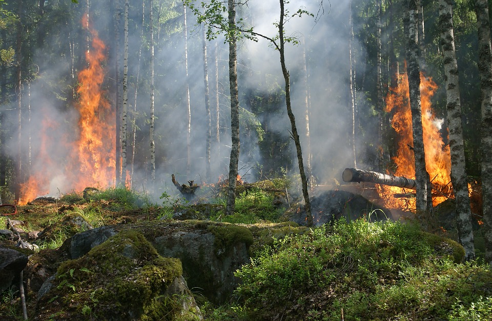 Недалеко от Карпинска случился лесной пожар