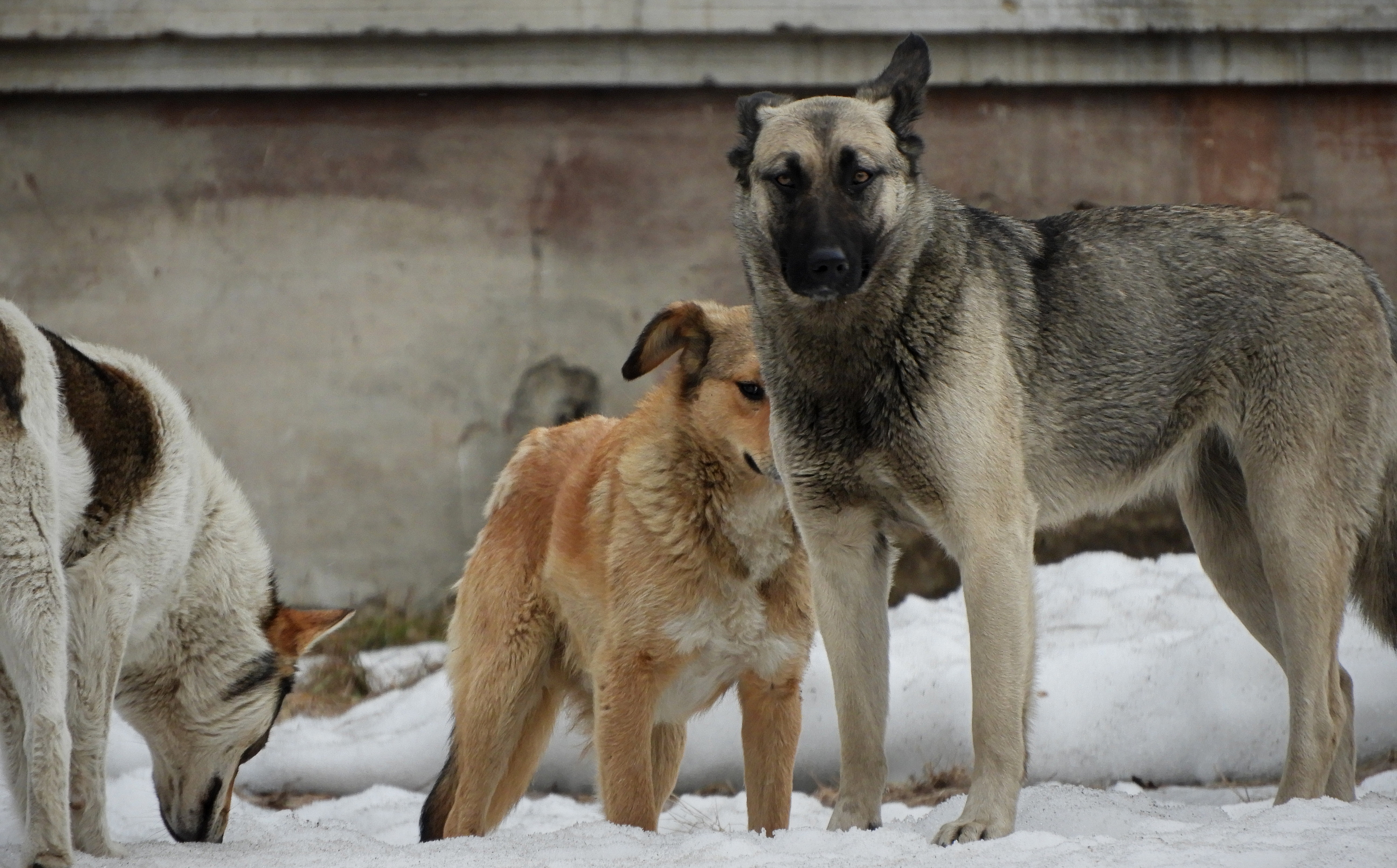 Роспотребнадзор: в Карпинске бродячие собаки могут быть больны бешенством