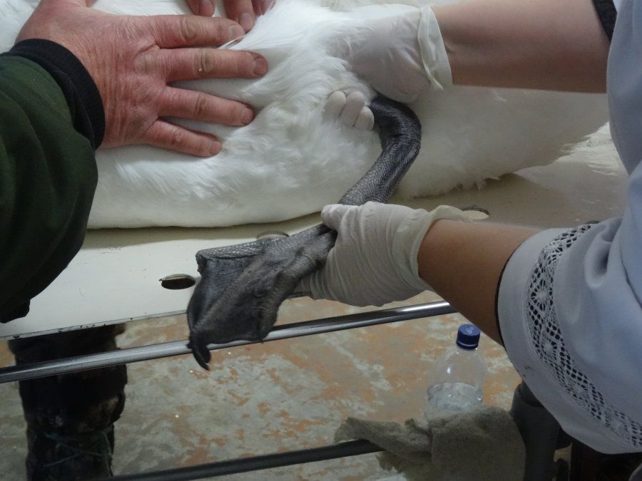 Карпинские ветеринары поставили диагноз необычному пациенту: повреждена лапа, истощение. Фото: Александр Ярошук, "Вечерний Карпинск"
