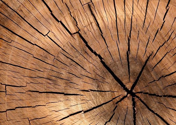 Карпинский суд обязал лесничество привести в порядок места складирования древесины