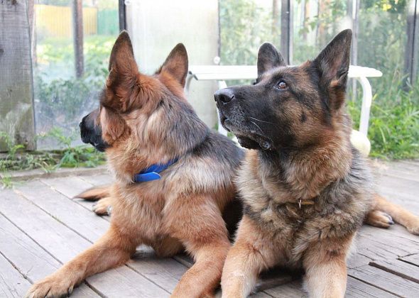 В Госдуме предложили штрафовать хозяев за самовыгул собак