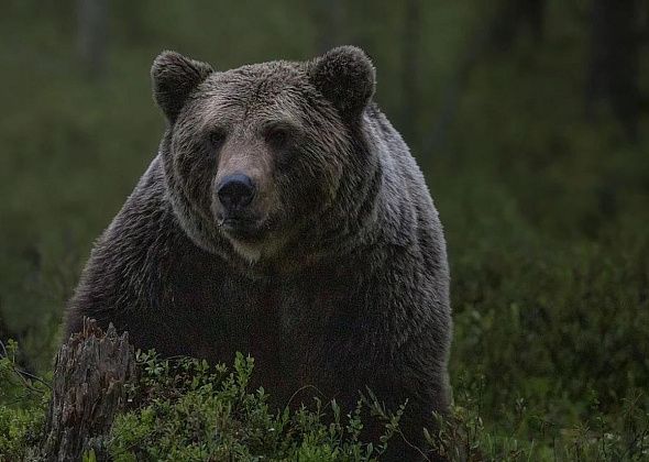 В черте городского округа Карпинск обнаружен медведь
