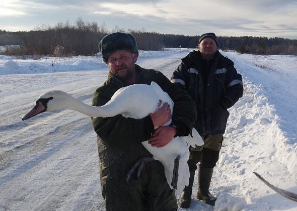В Карпинске спасенный лебедь обживается на новом месте