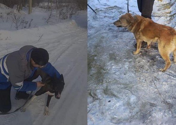 Фирма, которая занимается отловом собак в Карпинске, отчиталась о своей работе