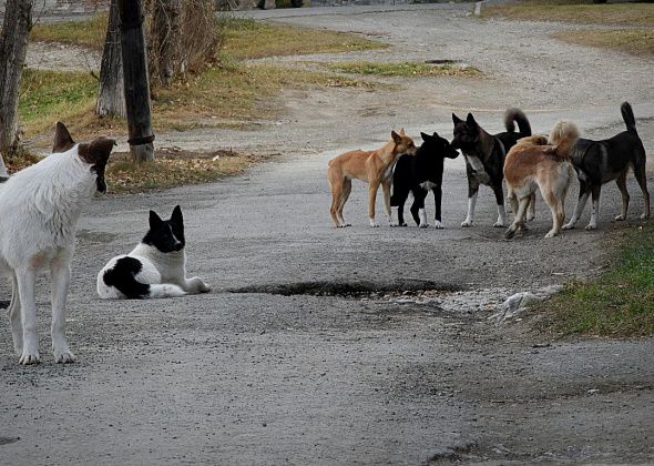 В Карпинске объявлен еще один тендер на отлов собак