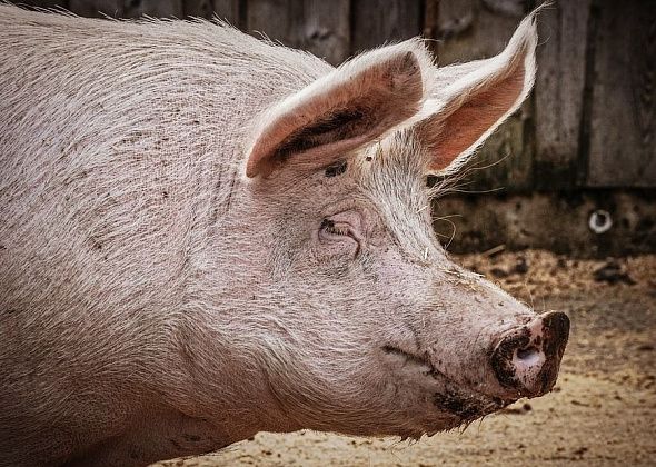 Из-за вспышки АЧС на ферме Боровикова губернатор поручил изъять всех свиней в Карпинске