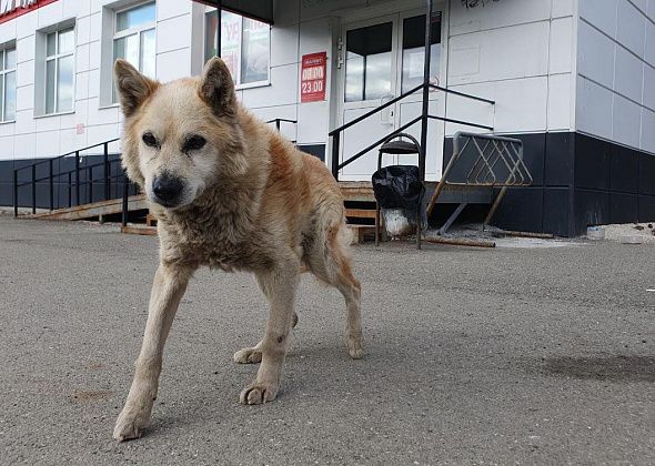Карпинская пенсионерка просит неравнодушных приютить уличную собаку