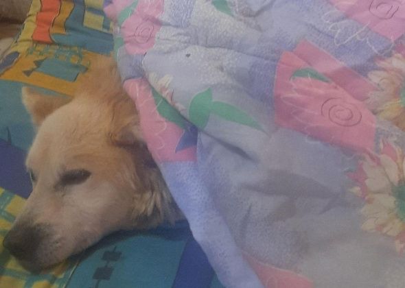 Больную собаку из Карпинска увезли в серовский приют. Сейчас животное проходит лечение