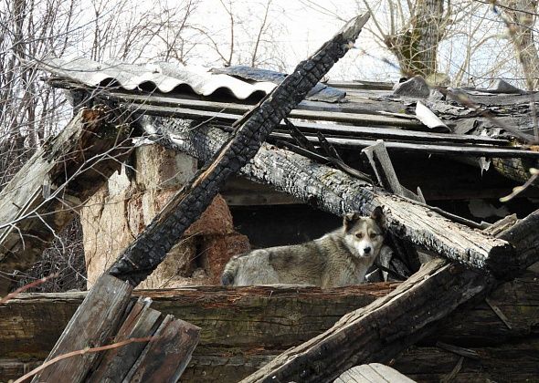 Желающих отлавливать собак в Карпинске снова не нашлось
