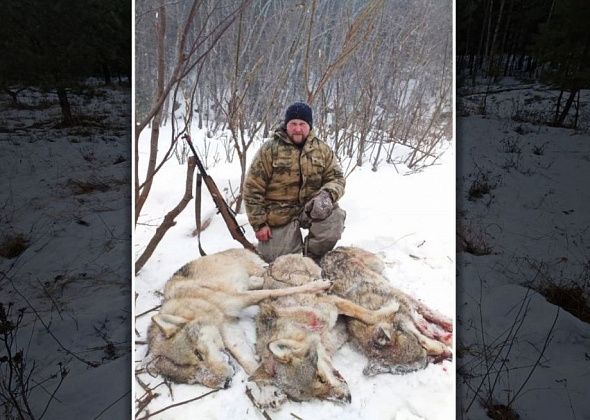С начала года в Карпинске добыто 11 волков. Охота продолжается