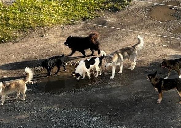 Карпинцы возмущены сворами собак на окраине города. На сегодняшний день ловить их некому