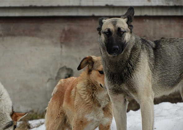 Роспотребнадзор: в Карпинске бродячие собаки могут быть больны бешенством