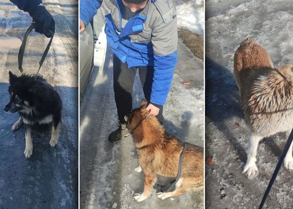 За два месяца в Карпинске отловили и увезли три десятка бездомных собак