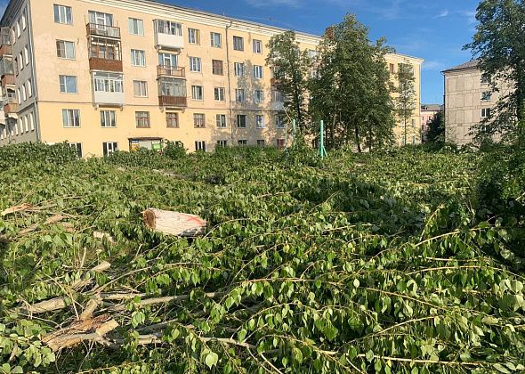 Евгений Куйвашев распорядился заменить все тополя в Екатеринбурге на другие деревья