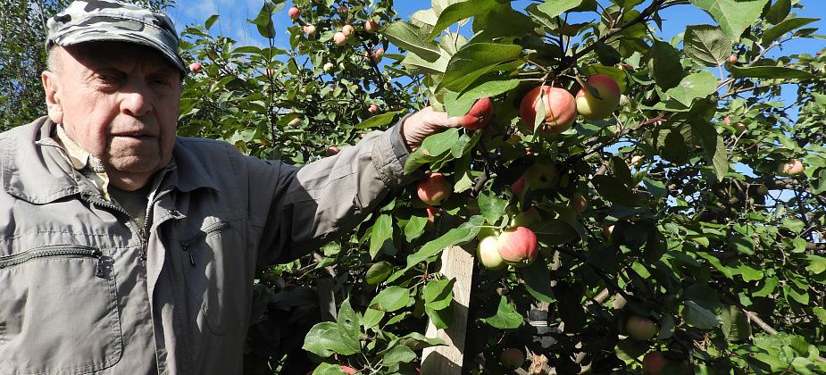 Карпинец вырастил в своем саду четыре сорта яблок