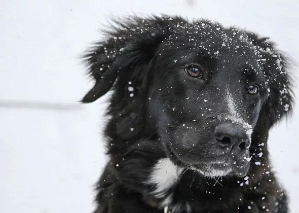 На отлов собак в начале следующего года заложено более 400 тысяч рублей