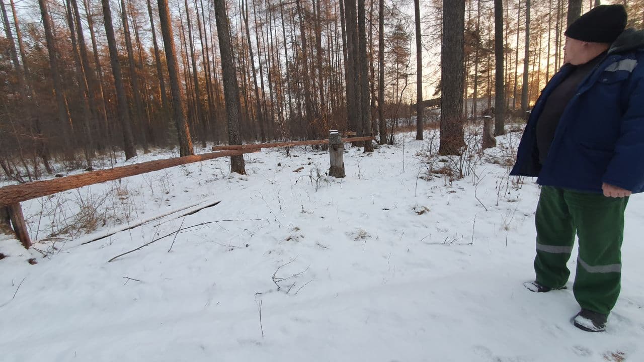 На окраине Карпинска оградили участок леса. Планируют вырубать?