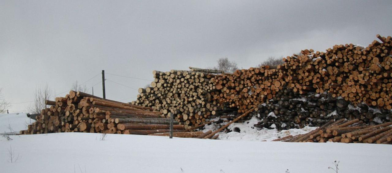 В Карпинске нашли предпринимателя, который «втихушку» занял земельный участок и пилил там древесину