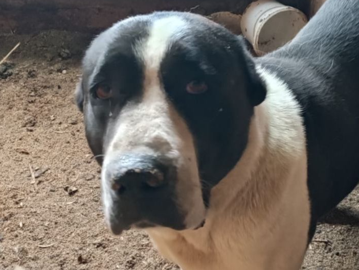 Для алабая Шеры собрали полную сумму на оплату операции