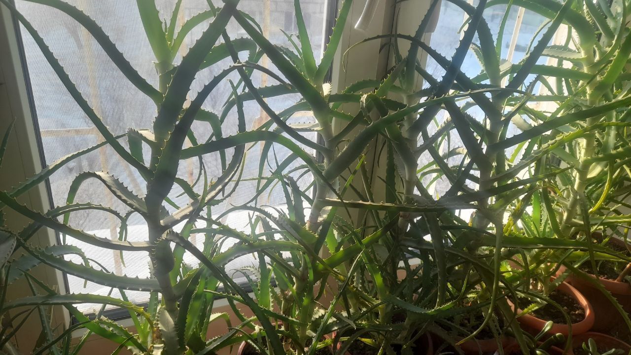 Совет от еврея: «Сажай только полезное»