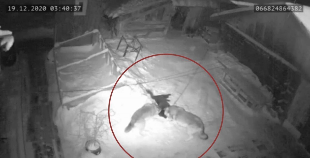 Горожане делятся видео, где волки загрызли хозяйскую собаку. Сообщаем: это видео не из Карпинска