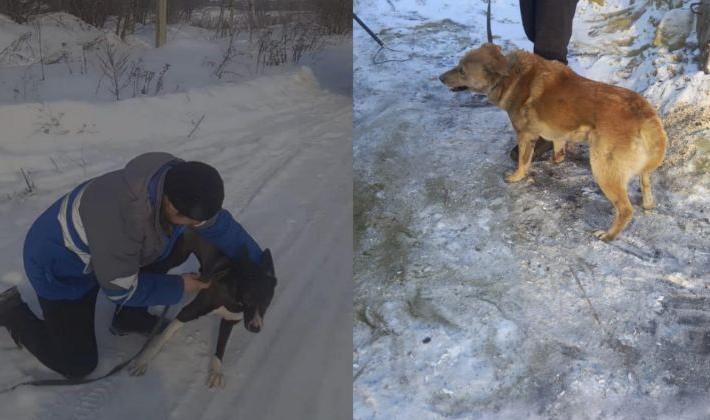 Фирма, которая занимается отловом собак в Карпинске, отчиталась о своей работе