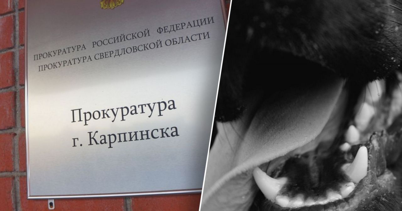 Прокуратура Карпинска проводит проверку по факту нападения собаки на 10-летнего мальчика