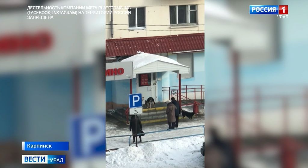 Проблему с нападениями собак на детей в Карпинске озвучили на федеральном канале