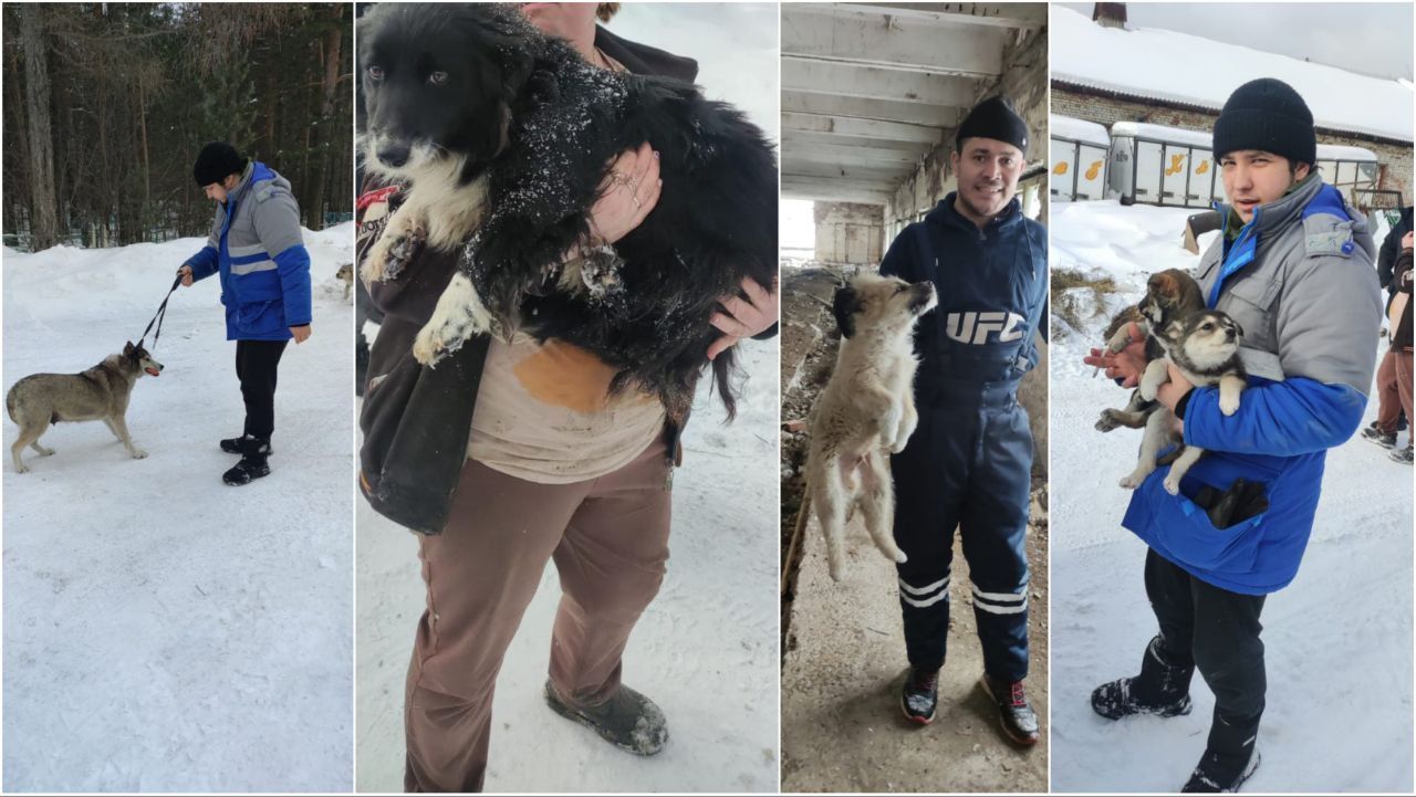 Подрядчик, занимающийся отловом собак в Карпинске, поймал и увез из города  17 животных