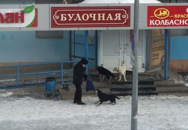 В центре Карпинска собаки нападают на горожан
