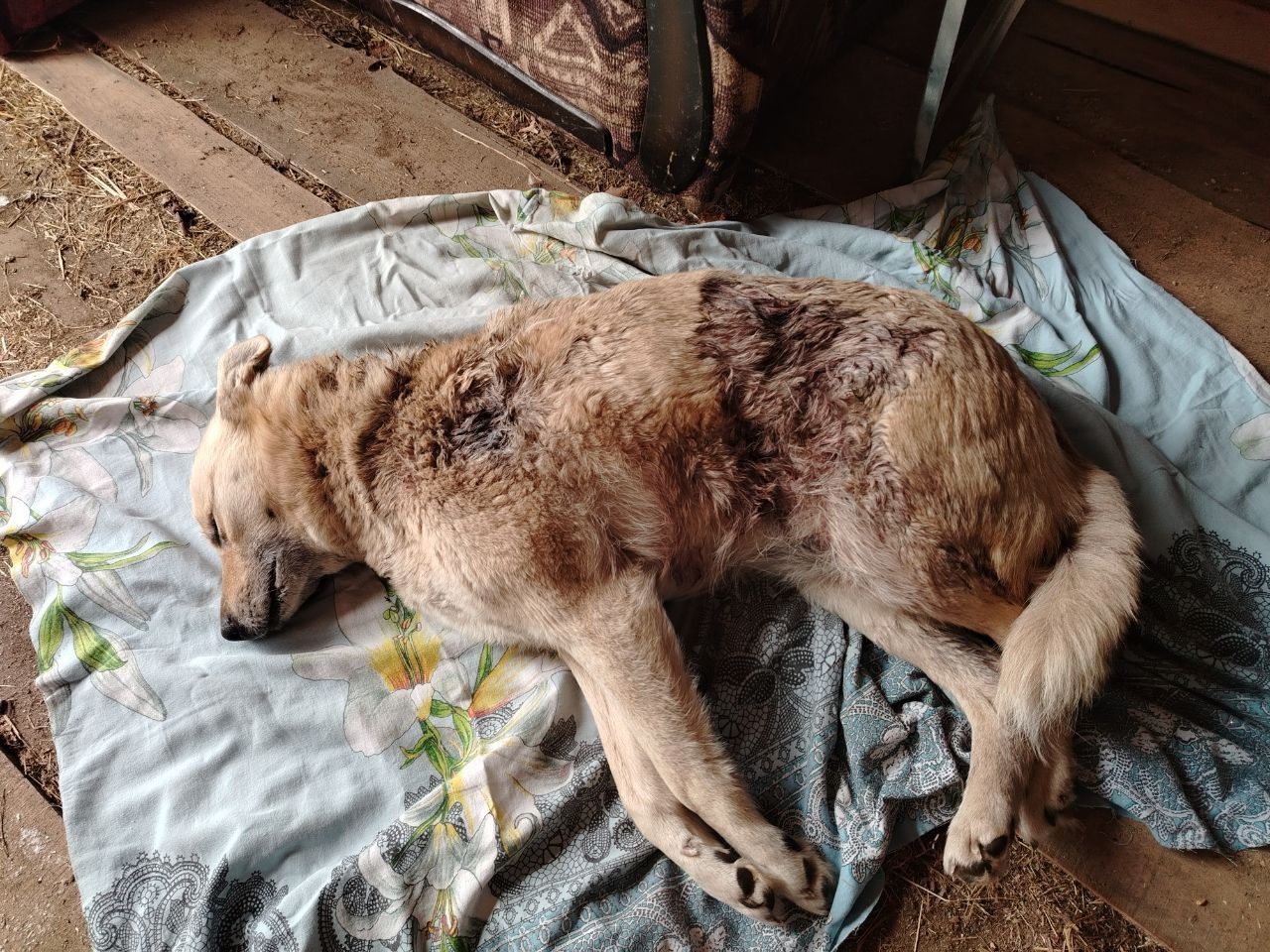 В Карпинске псы с лесопилки забежали на частную территорию и насмерть загрызли хозяйскую собаку