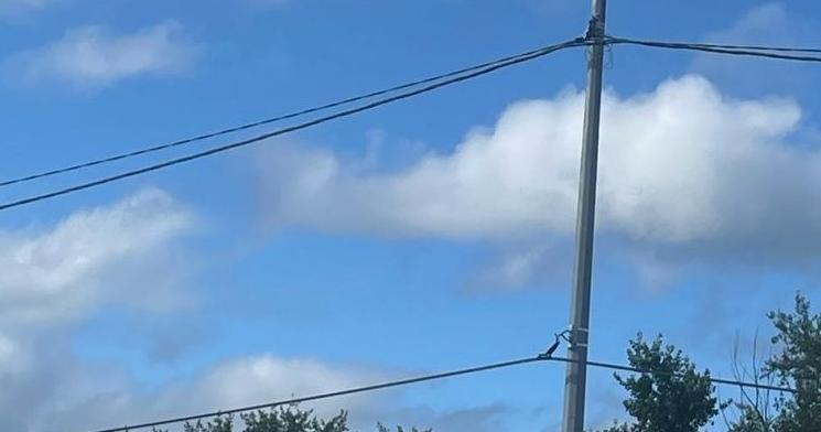 Карпинца привлекли к ответственности за нелегальное подключение своего дома к электросетям