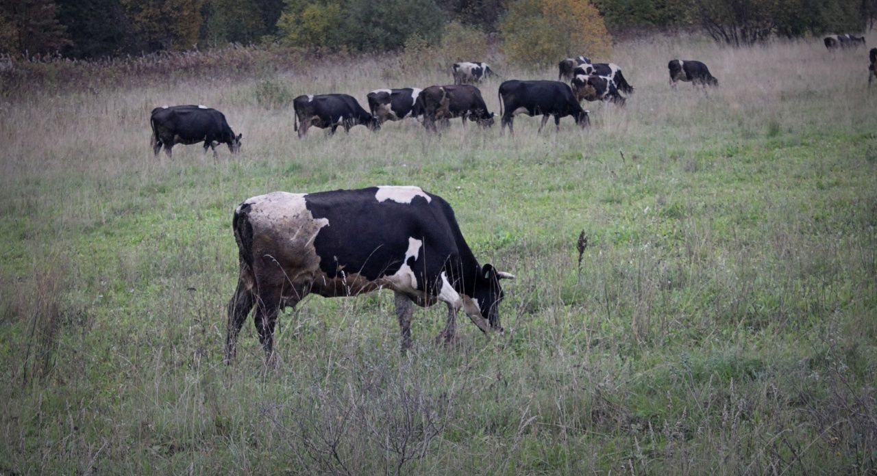 В Карпинске стартовала сельскохозяйственная перепись