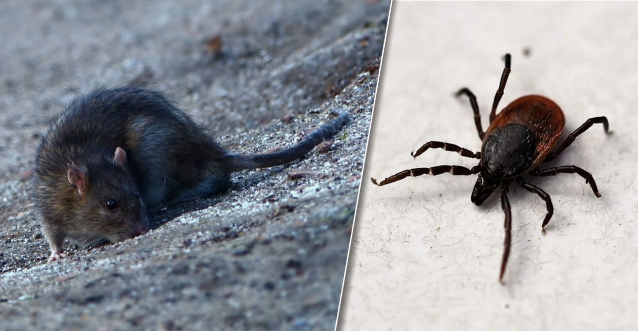 Другие болезни Кожные паразиты у мышей и крыс и как от них избавиться ветна