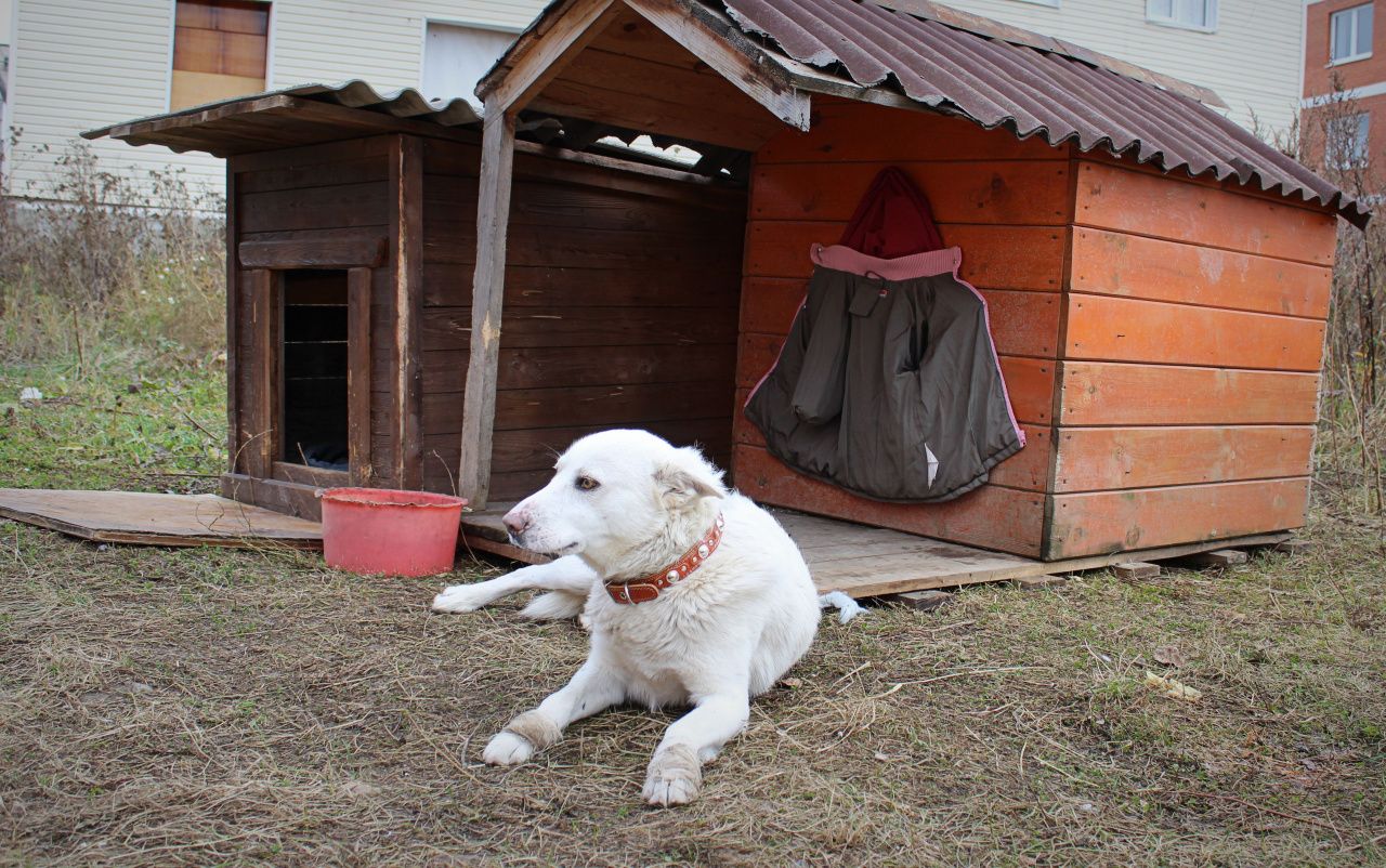 «Теперь он живет здесь». Жители многоквартирного дома позаботились о раненой собаке и поставили для нее будку