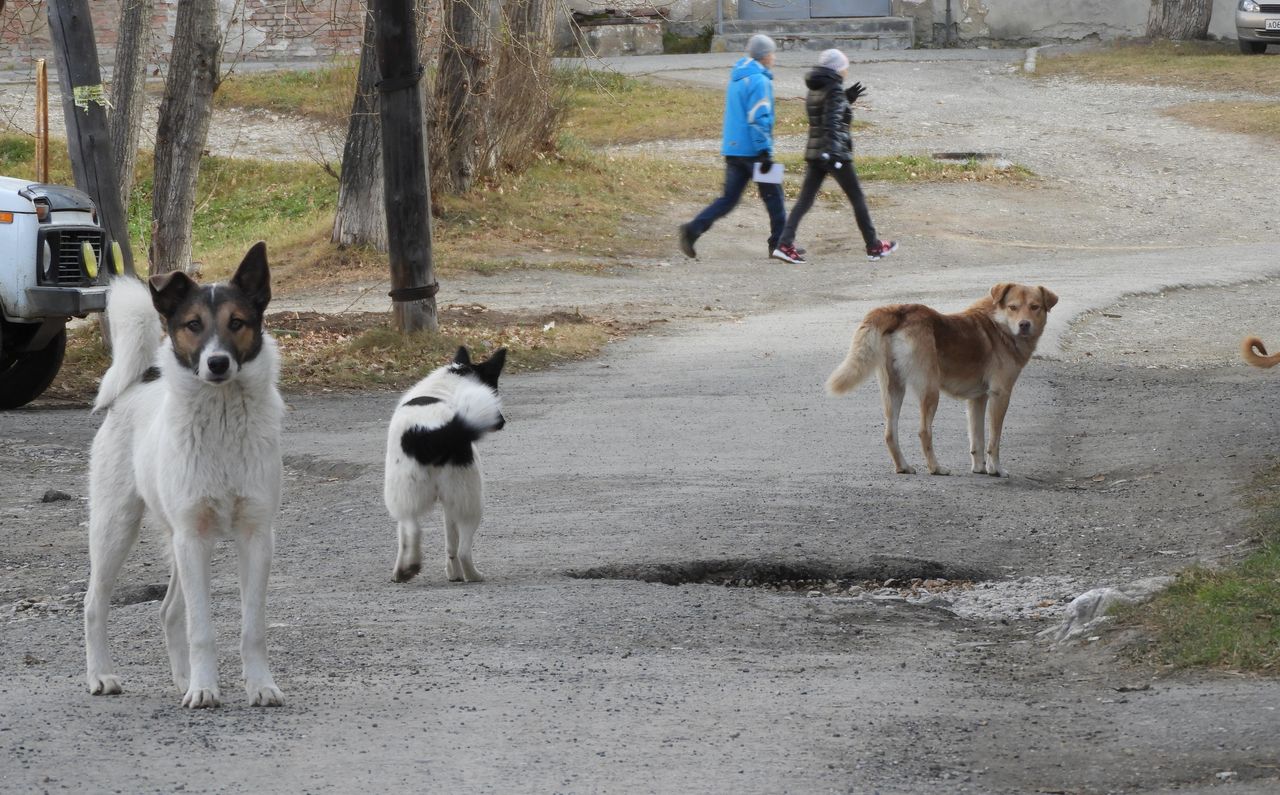Мэр Андрей Клопов высказал свое отношение к эвтаназии и "благотворительной" кормежке бродячих собак