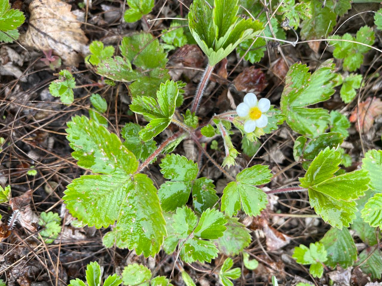 На севере области синоптики прогнозируют теплую погоду с незначительными осадками