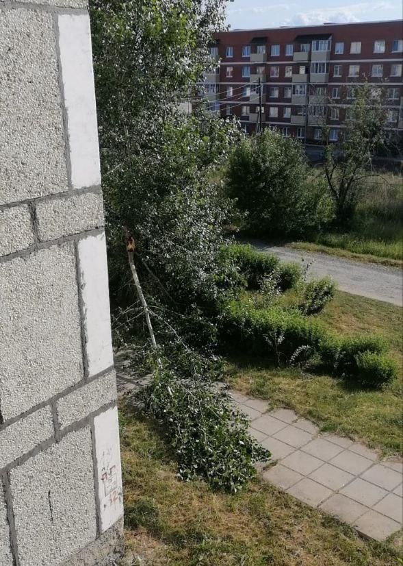 На тротуар по проезду Нахимова рухнула часть тополя