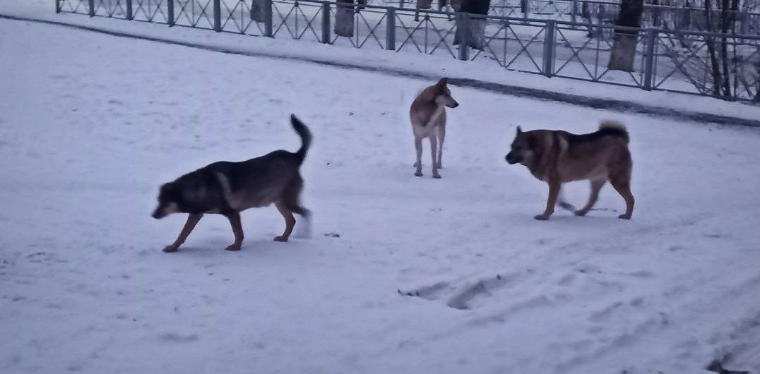 «Надо решать эту проблему»: карпинцы вновь жалуются на своры бездомных собак