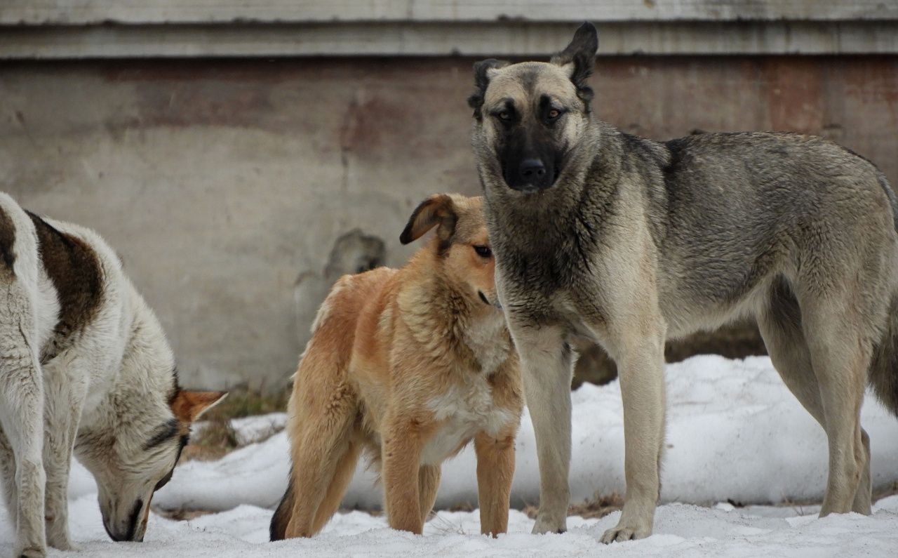 В Карпинске объявлен повторный аукцион на отлов собак