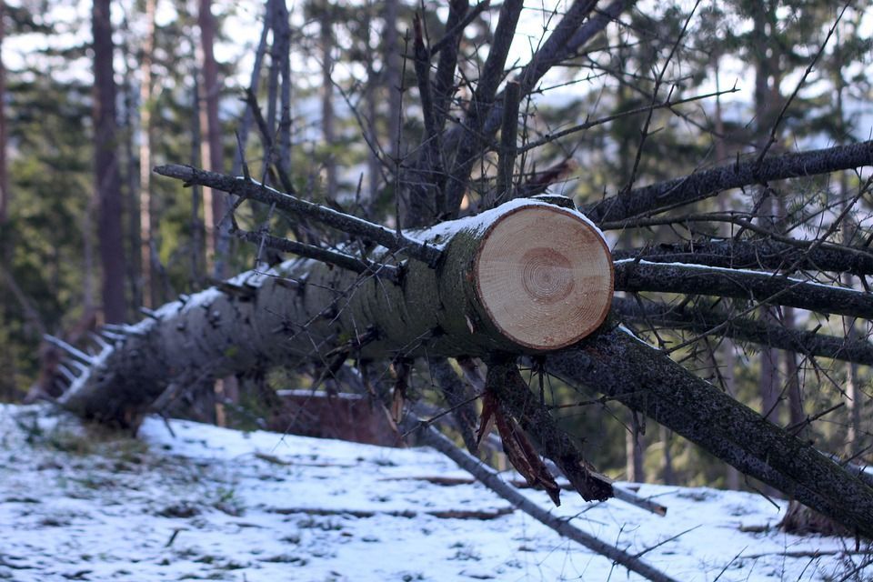 Прокуратура Карпинска выявила незаконную вырубку леса и заставила нарушителя возместить ущерб